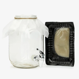 Чайный гриб + банка с дозатором в подарок