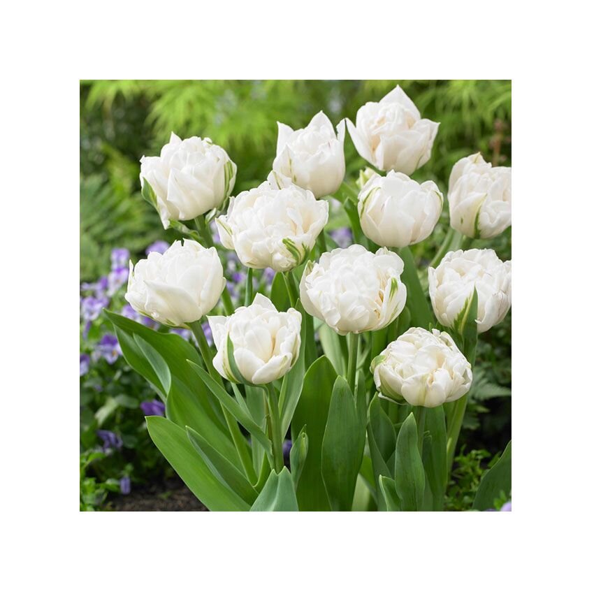 Набор луковиц тюльпанов, Up White (Ап Вайт), 5 шт
