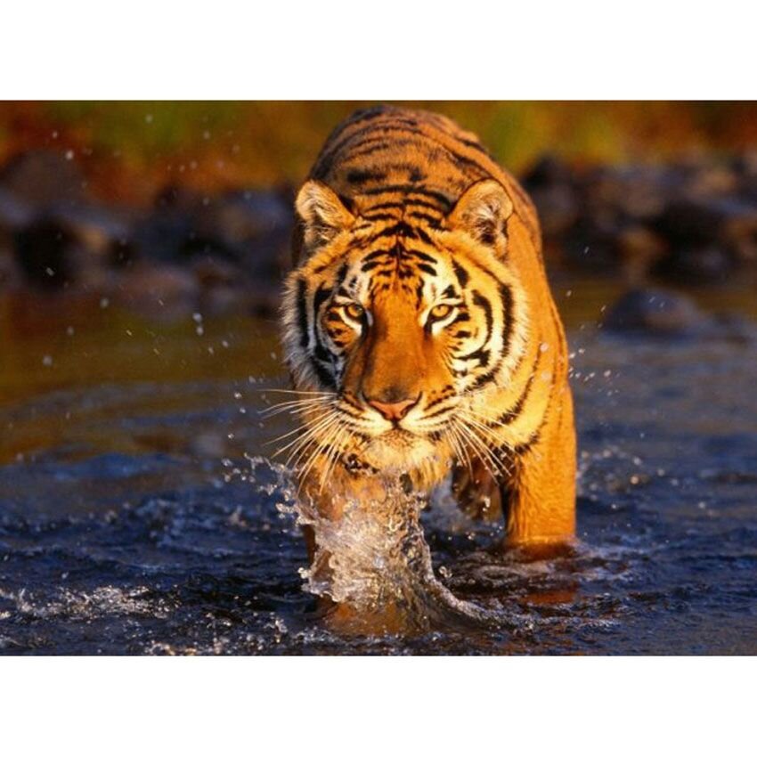 Картина по номерам «Тигр в воде»