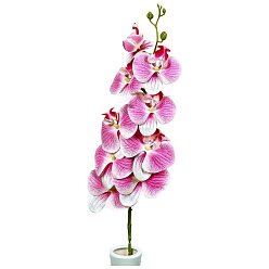 Ветка нежно-розовой орхидеи